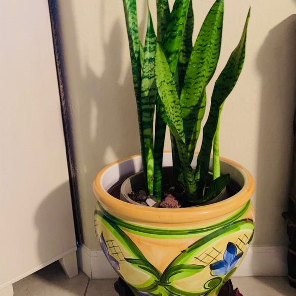 Air Purifier Mother In Law Tongue Snake Plant - Picture 3 of 8